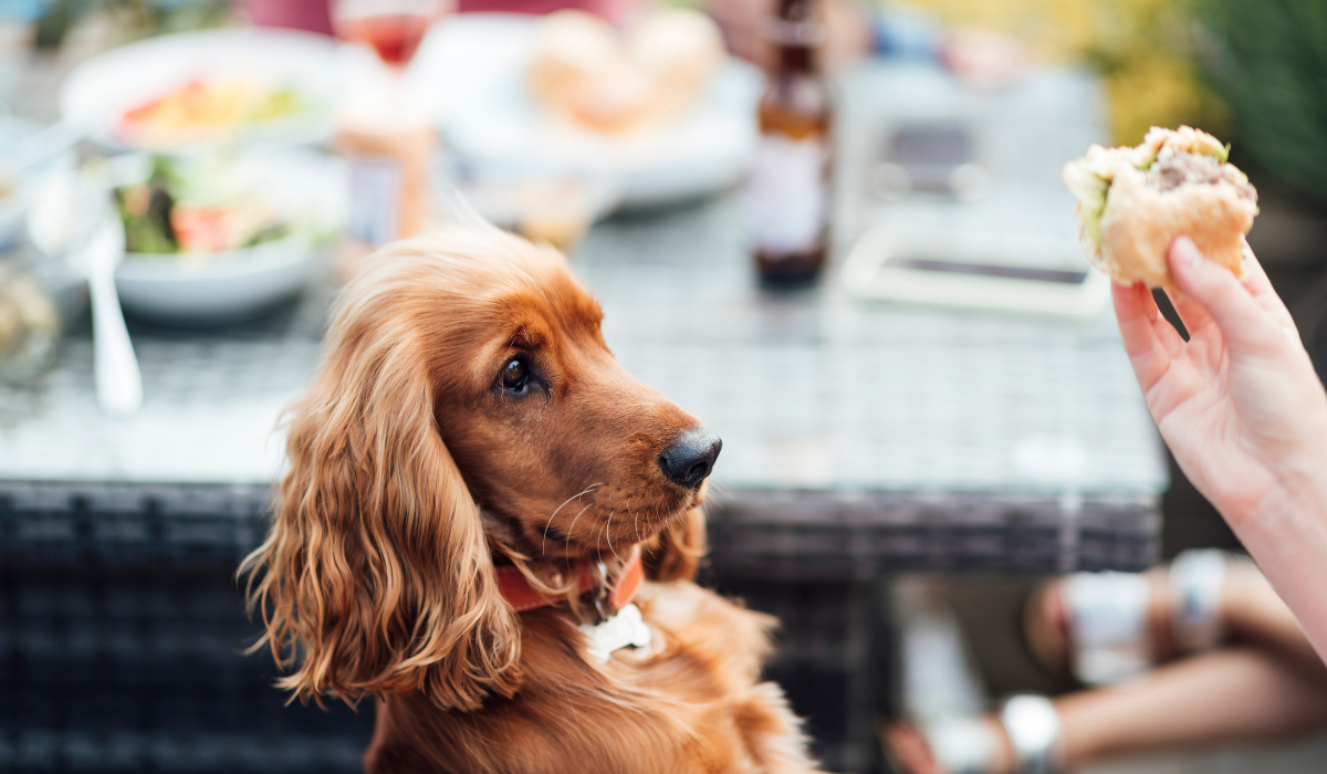 Can Dogs Have Autism